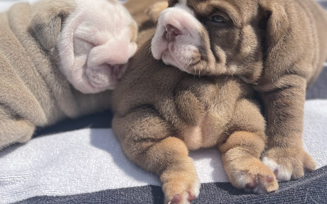 Three Bota bulldog babies