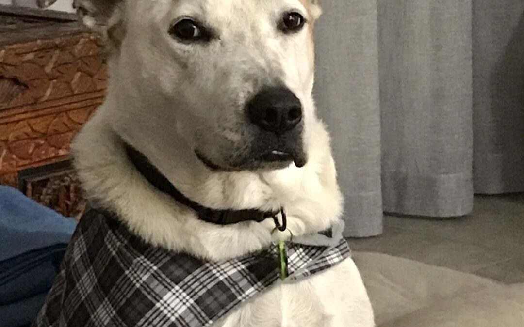 The grand dog incognito