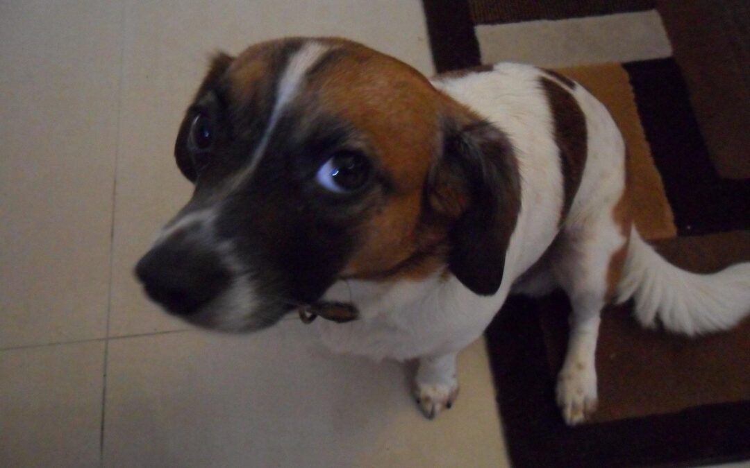 This is one of my granfddogd