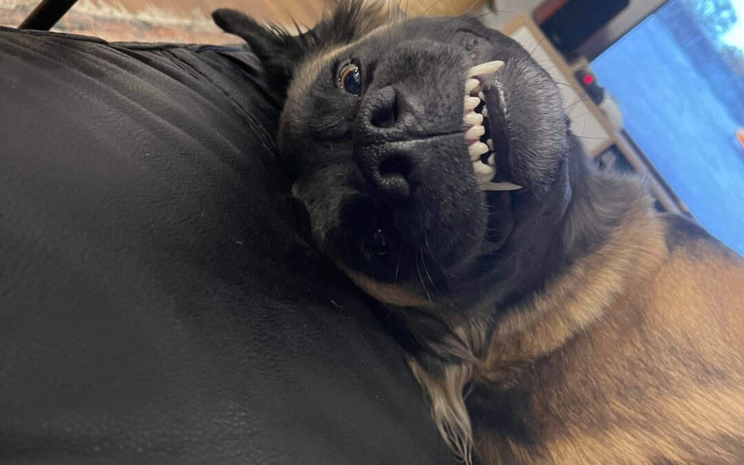 Cheeky Smile