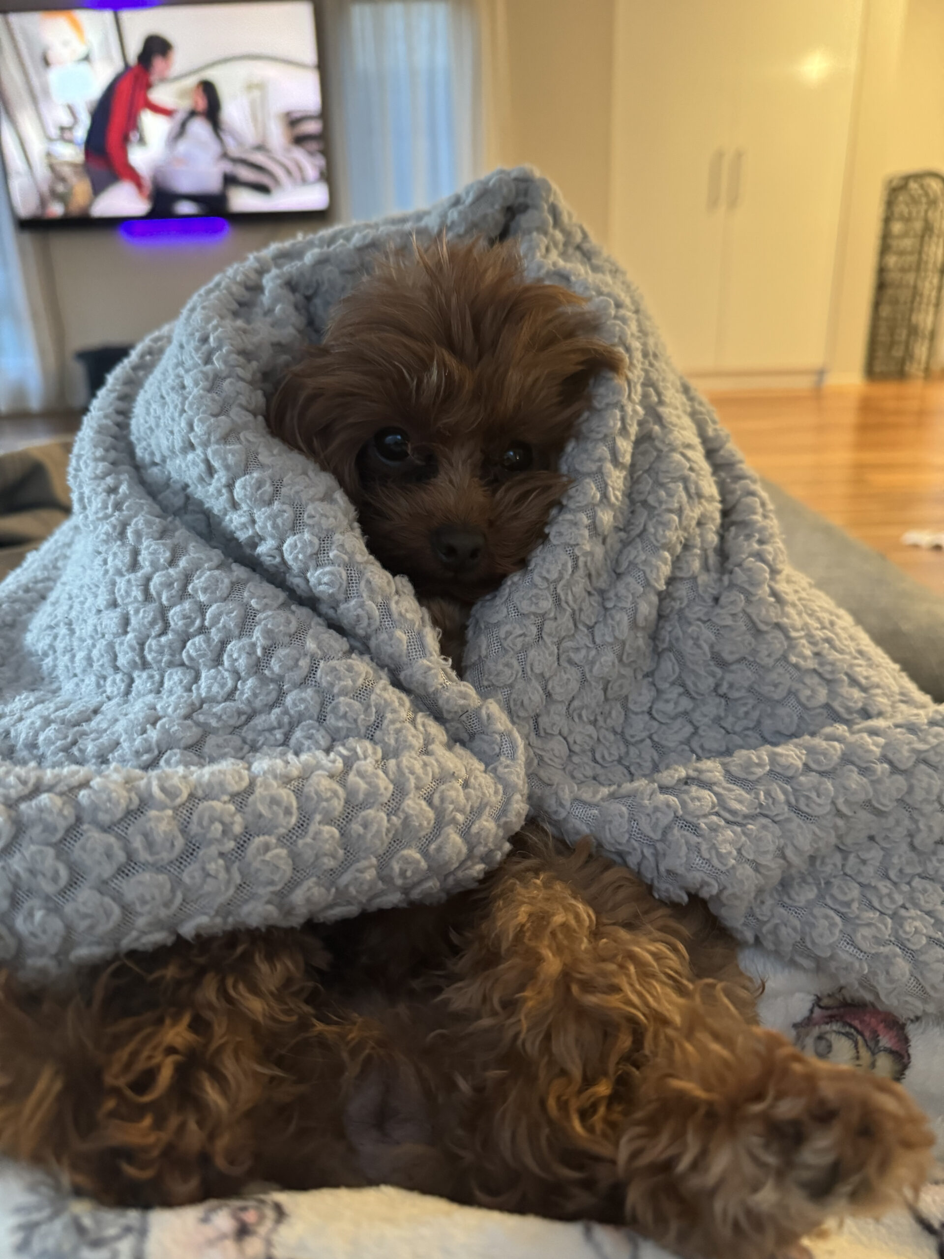 Teddy bear snuggles