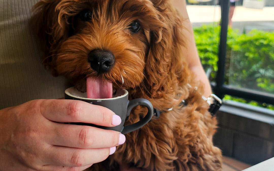 Morning Puppaccinos