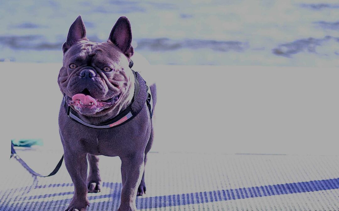 Harley the frenchie