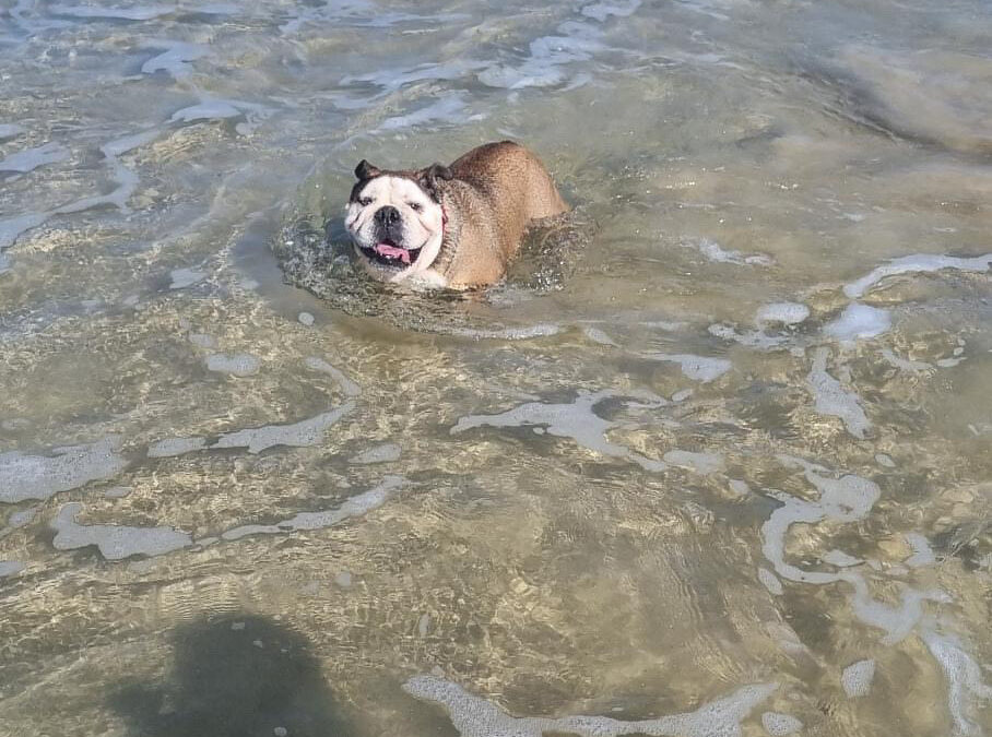 Swimming Millie