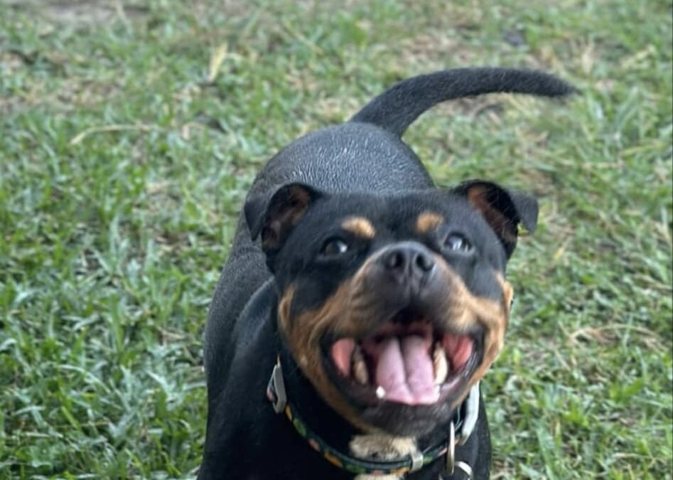 Happy Bailey