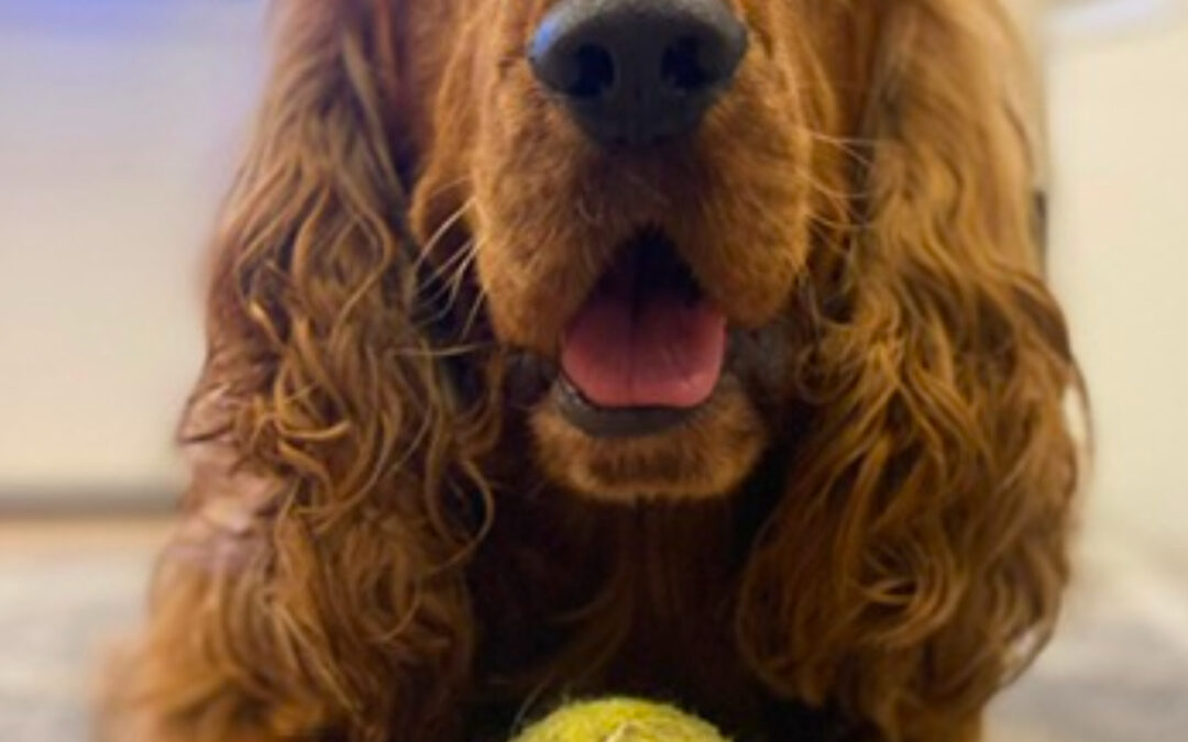Bentley loves balls