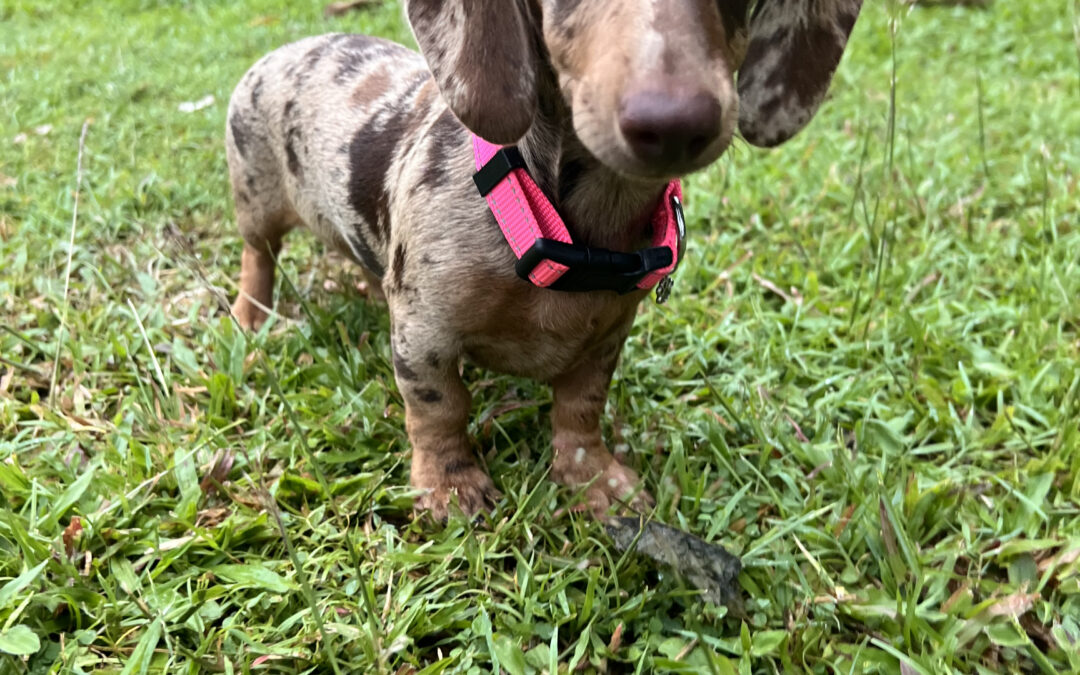 First time in the back yard