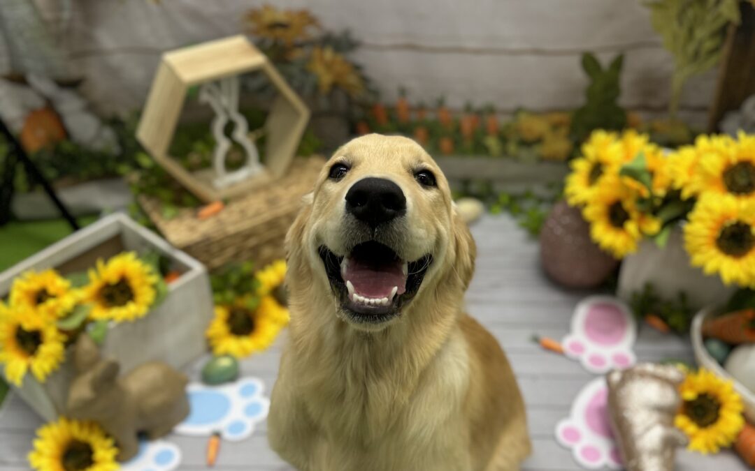 Buddy