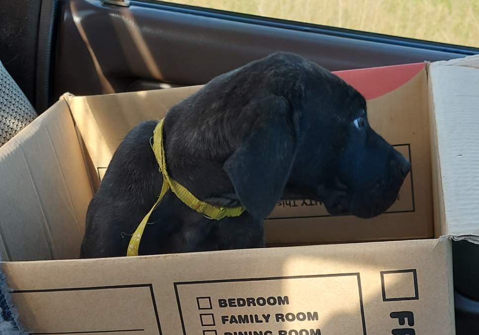 Baby Frank