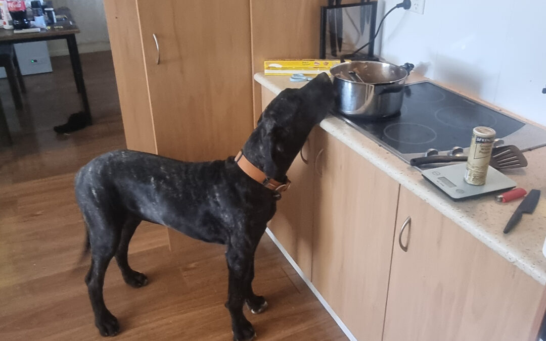 Frank is hungry