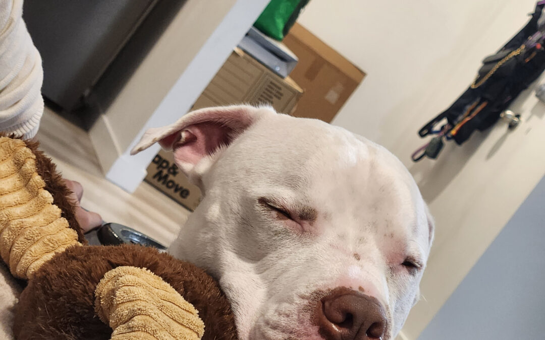 Chilli with his tongue out
