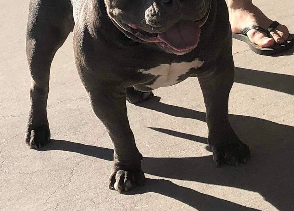 Diesel