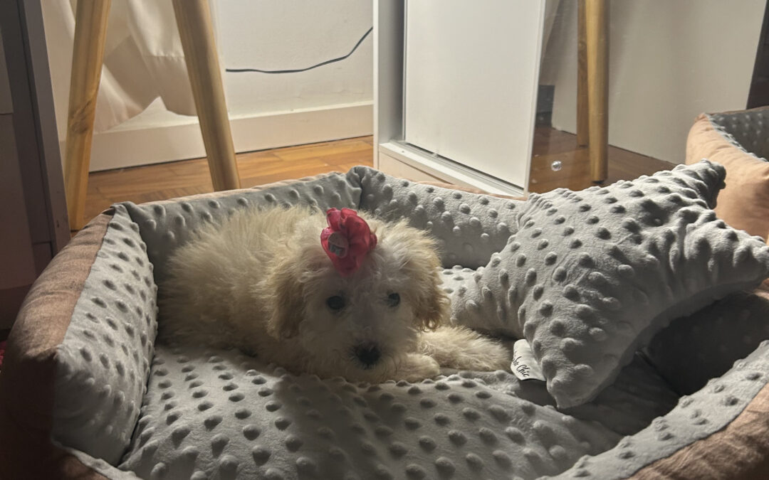 Maggie the poodle