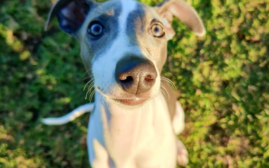 Our little Willow