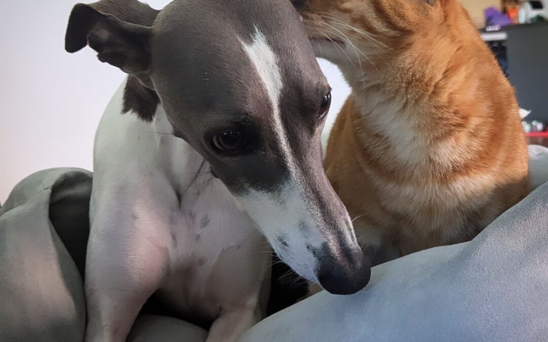 Who said cats and dogs can’t be friends?