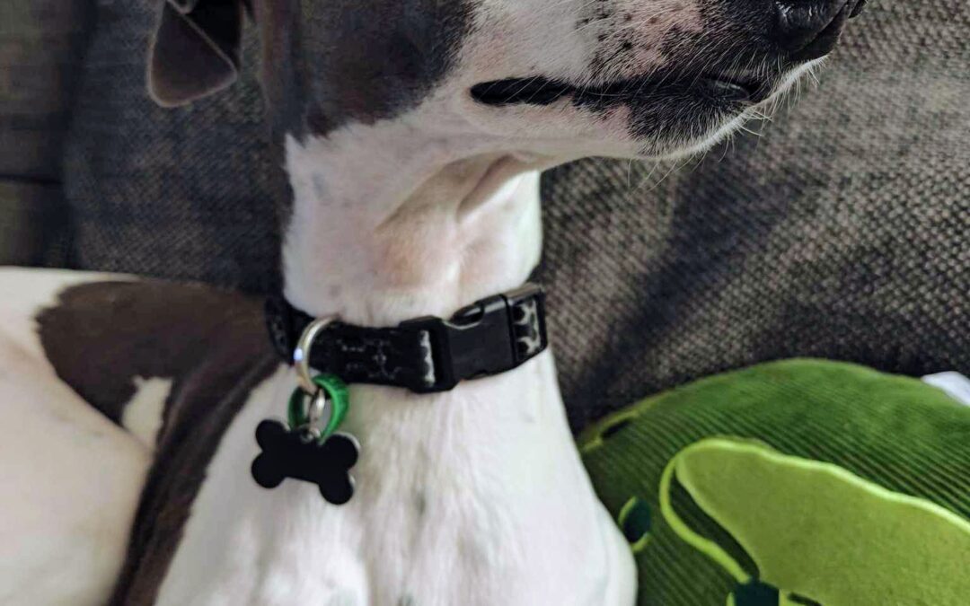 Willow the Whippet