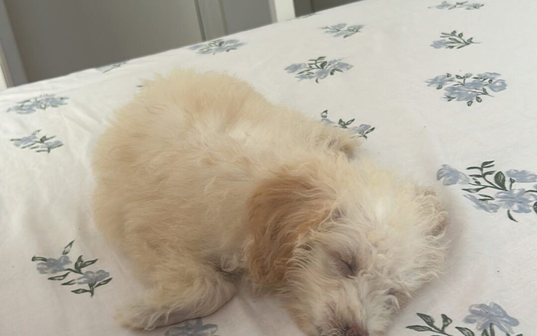 Maggie