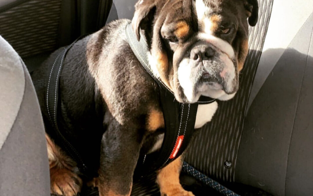 Buddy the bulldog