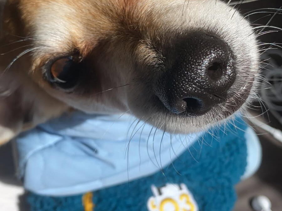 little beau