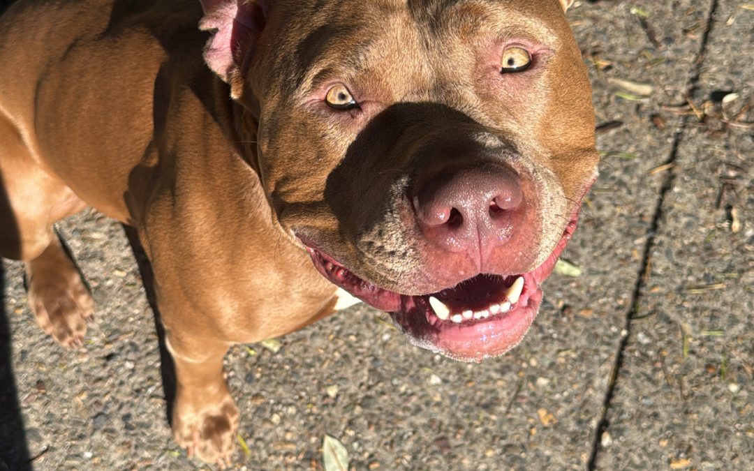 Azrael The XL Bully