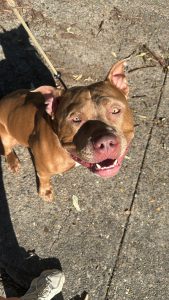 Azrael The XL Bully