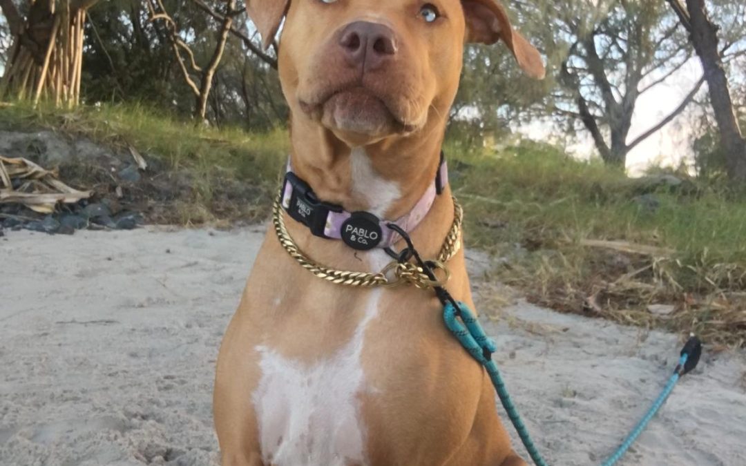 Sadie Girl