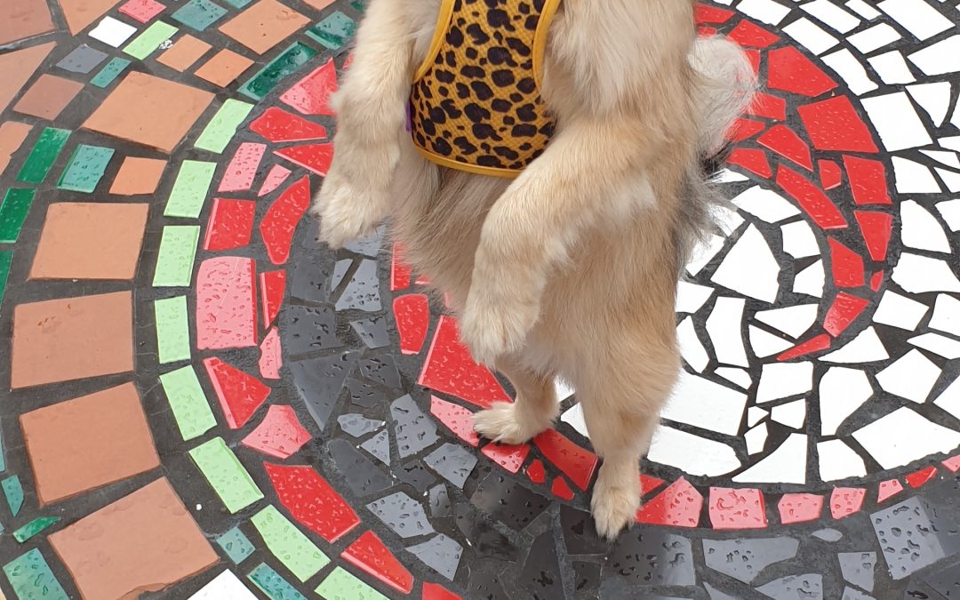 Dancing for treats