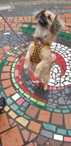 Dancing for treats