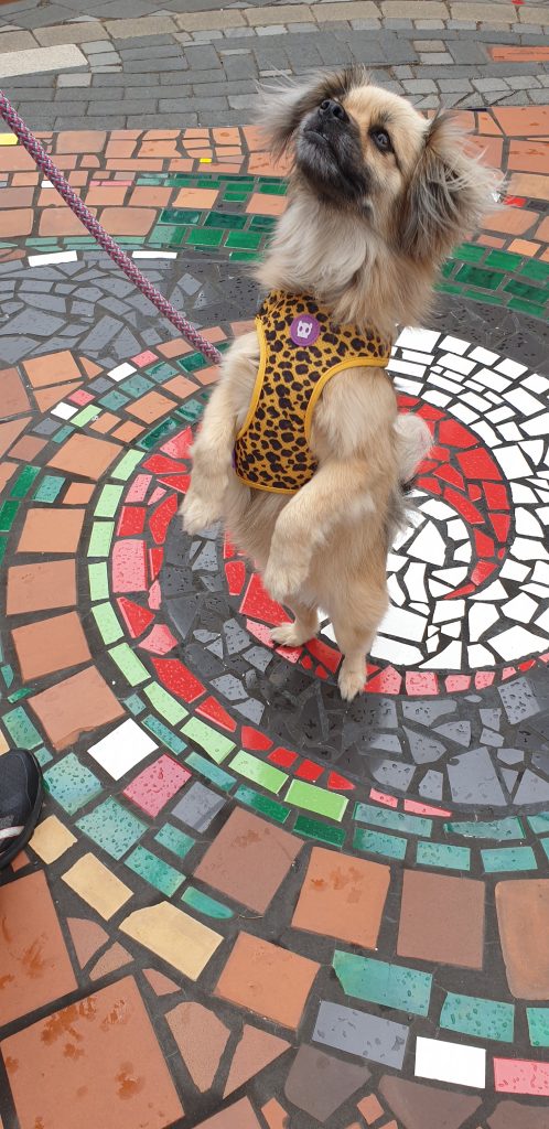 Dancing for treats