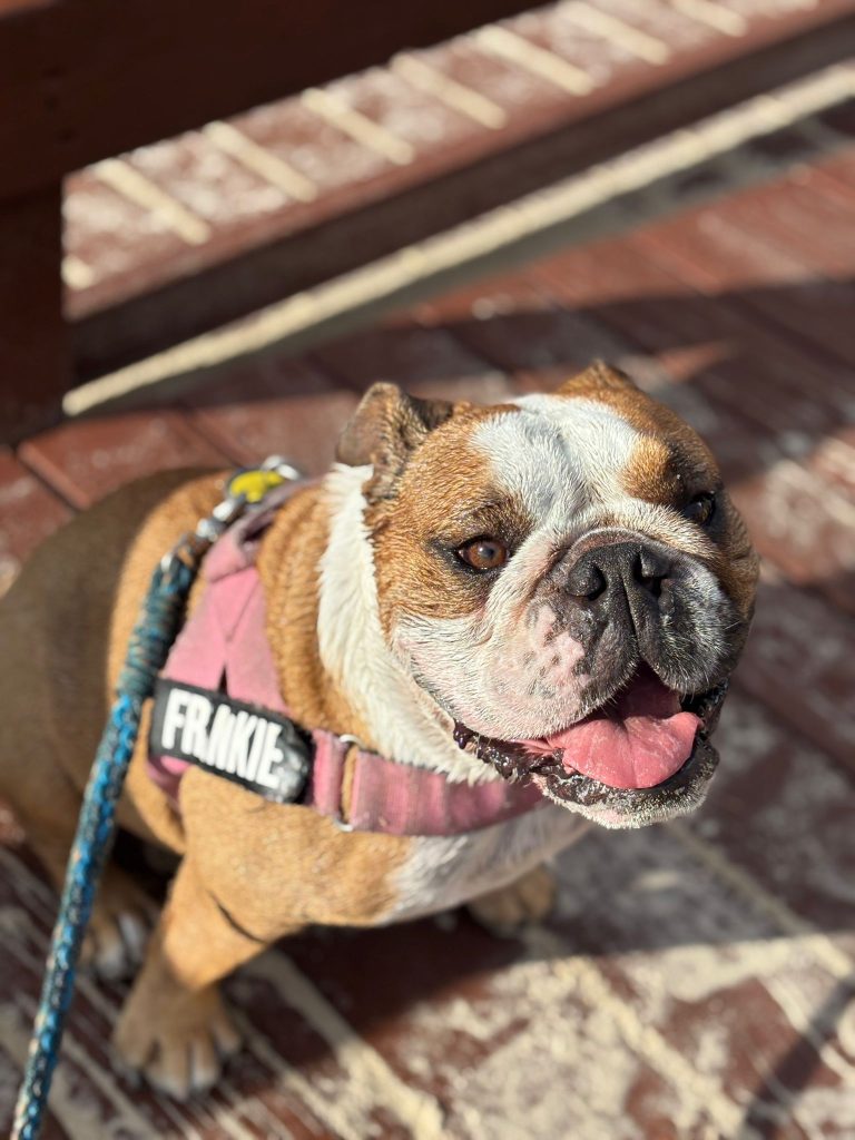 Frankie at the beach